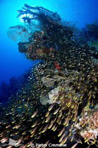 Glassfish starway by Pietro Cremone 